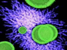 BACTERIA