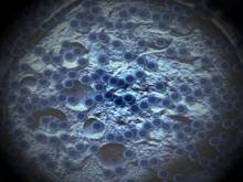 MICROSCOPIC WORLD